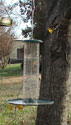 bf_backyardnaturepeanut707.jpg